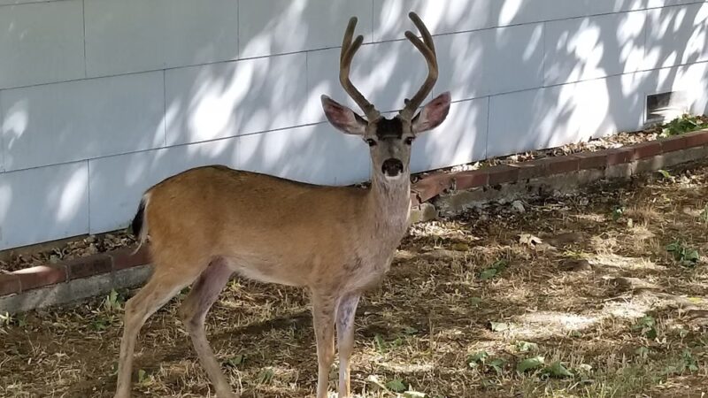 Discovery Park - Yreka, CA