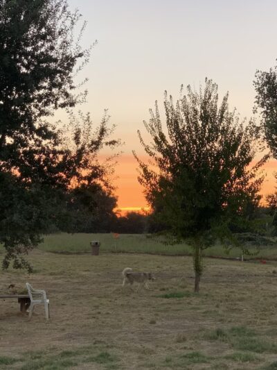 Off the Leash Dog Park - Yuba City, CA