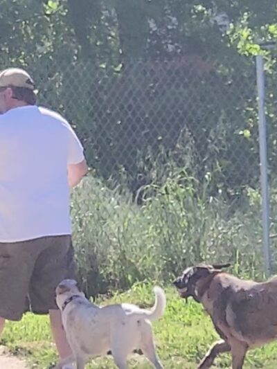 Off the Leash Dog Park - Yuba City, CA