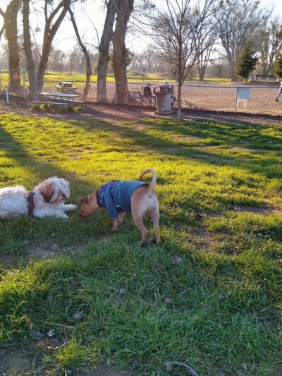 Off the Leash Dog Park - Yuba City, CA