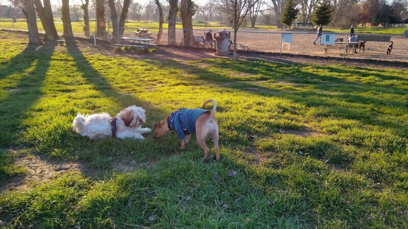 Off the Leash Dog Park - Yuba City, CA