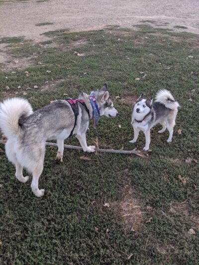 Off the Leash Dog Park - Yuba City, CA
