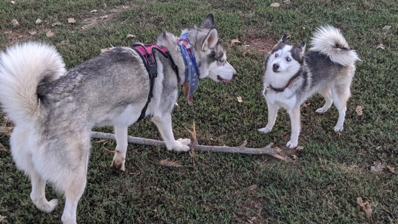 Off the Leash Dog Park - Yuba City, CA