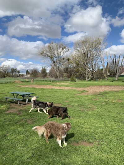 Off the Leash Dog Park - Yuba City, CA