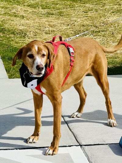 Pilot NC Lions Dog Park - Zebulon, NC