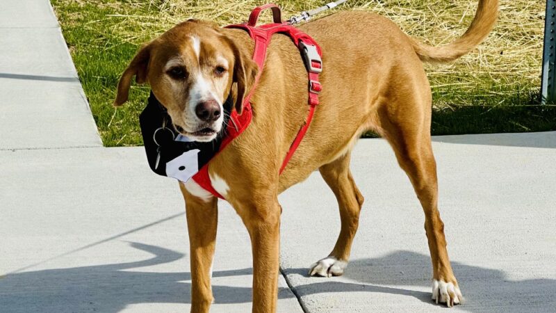 Pilot NC Lions Dog Park - Zebulon, NC