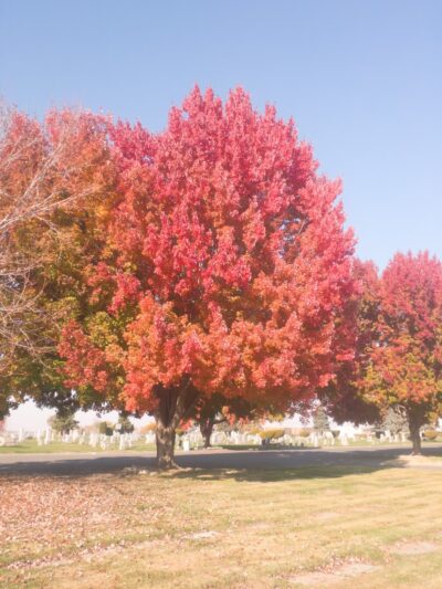 Stewart Park - Zillah, WA