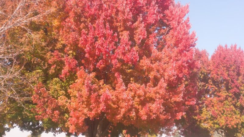 Stewart Park - Zillah, WA