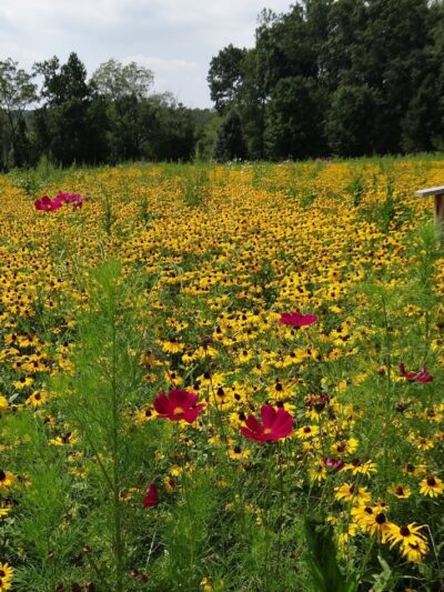 Churchview Park - Zionsville, PA