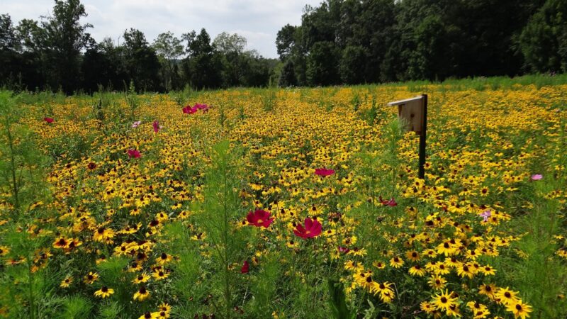 Churchview Park - Zionsville, PA