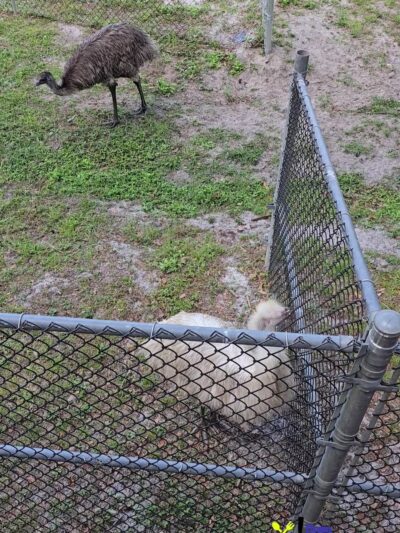 Hardee County Wildlife Refuge - Zolfo Springs, FL