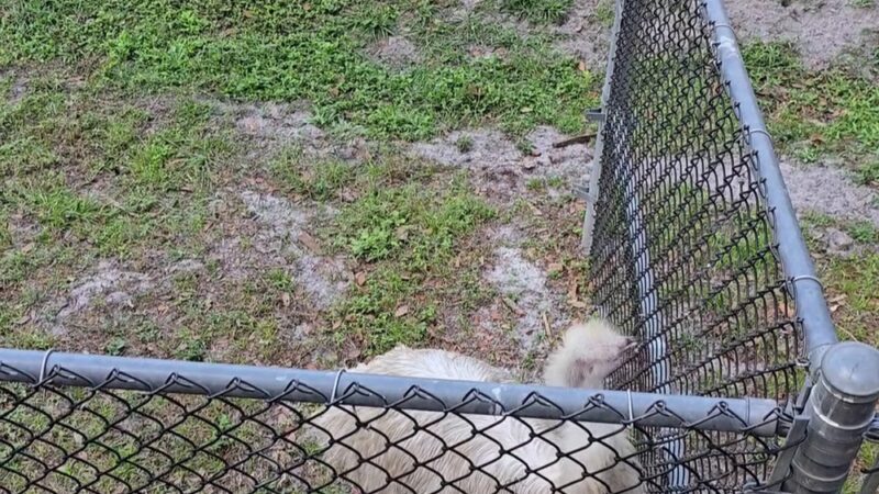 Hardee County Wildlife Refuge - Zolfo Springs, FL