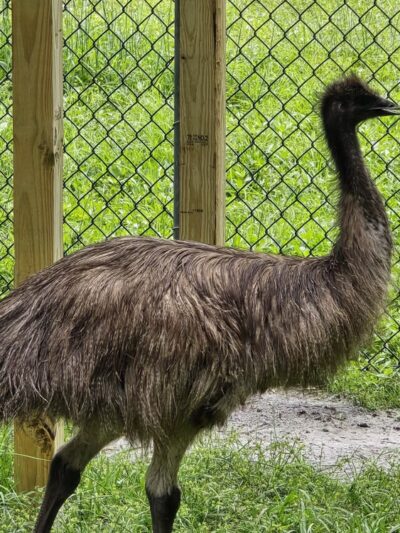 Hardee County Wildlife Refuge - Zolfo Springs, FL