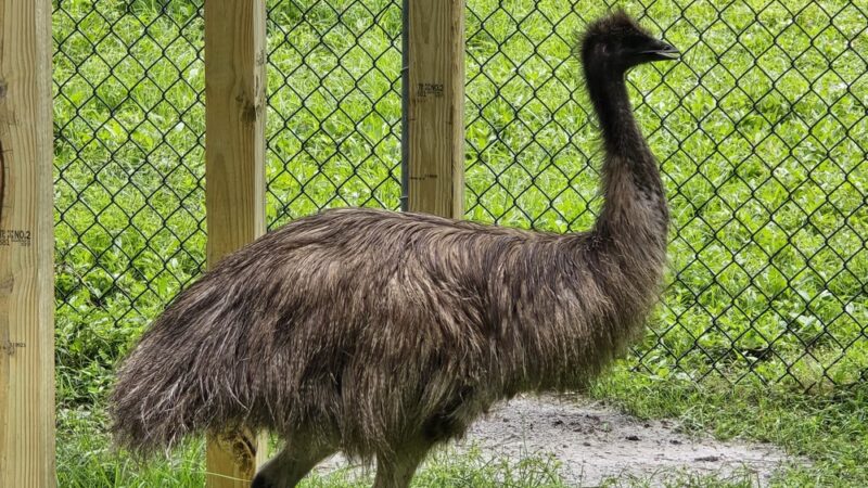Hardee County Wildlife Refuge - Zolfo Springs, FL