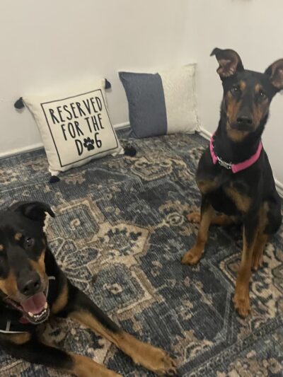 A Paws Life Attentive Day Care - ,
