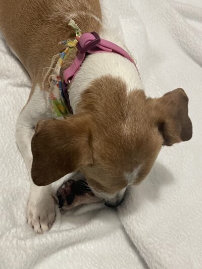 A Paws Life Attentive Day Care - ,