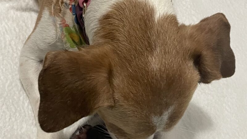 A Paws Life Attentive Day Care - ,