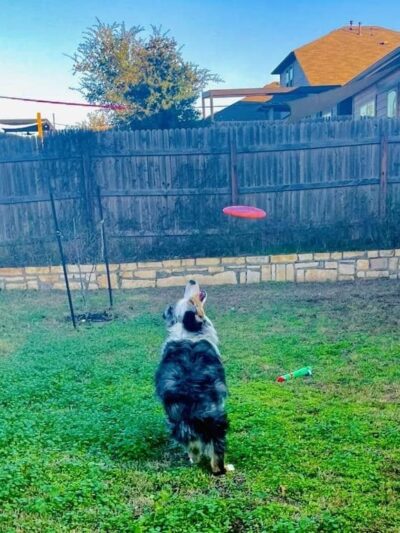 A Paws Life Attentive Day Care - ,