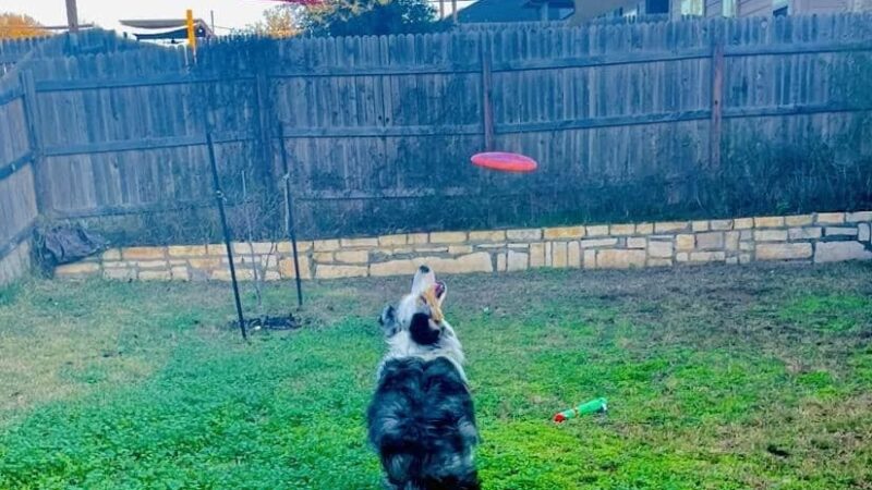 A Paws Life Attentive Day Care - ,