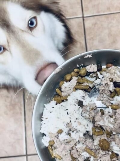 A Paws Life Attentive Day Care - ,