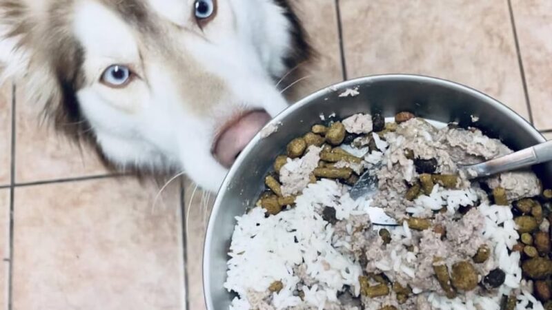 A Paws Life Attentive Day Care - ,