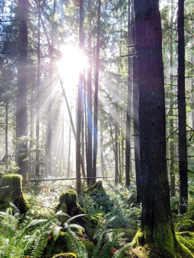 Chanterelle Trailhead - Acme, WA