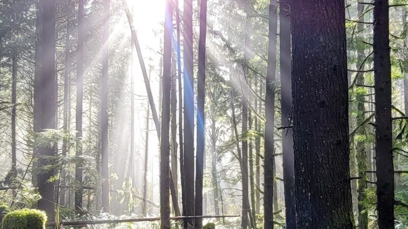 Chanterelle Trailhead - Acme, WA