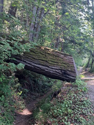 Chanterelle Trailhead - Acme, WA