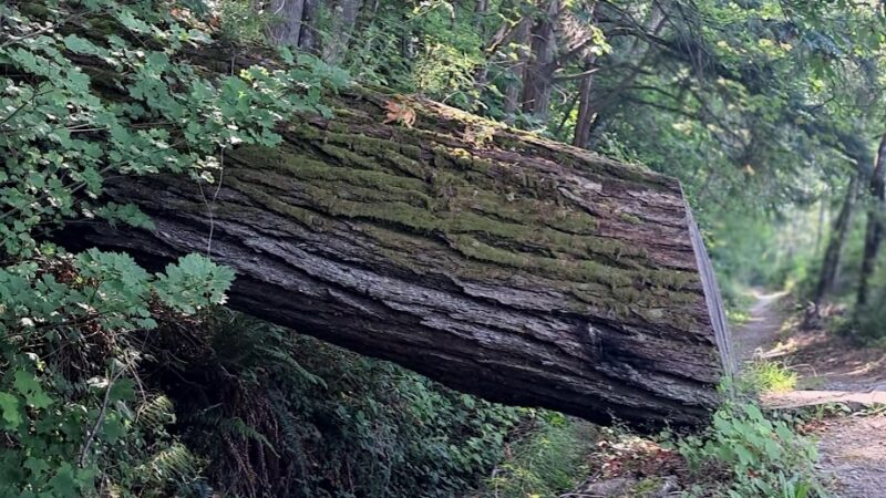 Chanterelle Trailhead - Acme, WA