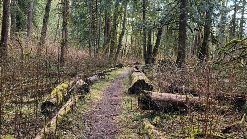 Skookum Creek Bridge & Whatcom Land Trust Hiking Access Point - Acme, WA