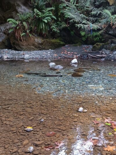 Skookum Creek Bridge & Whatcom Land Trust Hiking Access Point - Acme, WA
