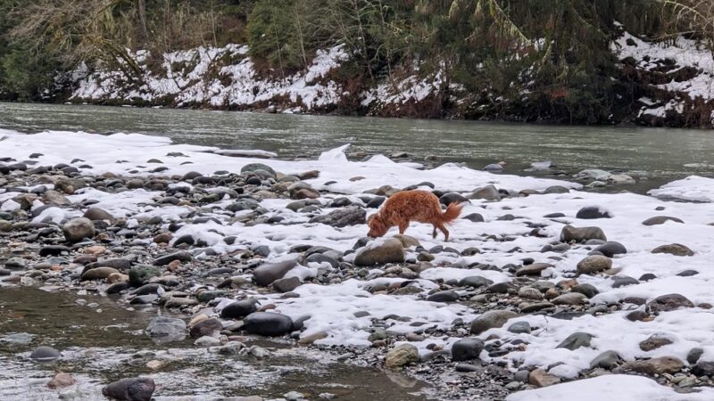Skookum Creek Bridge & Whatcom Land Trust Hiking Access Point - Acme, WA
