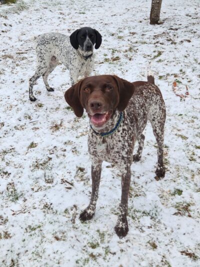 Timber Paws - Acme, WA