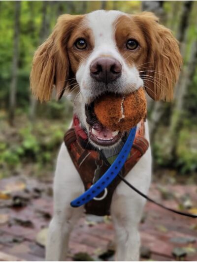 Timber Paws - Acme, WA