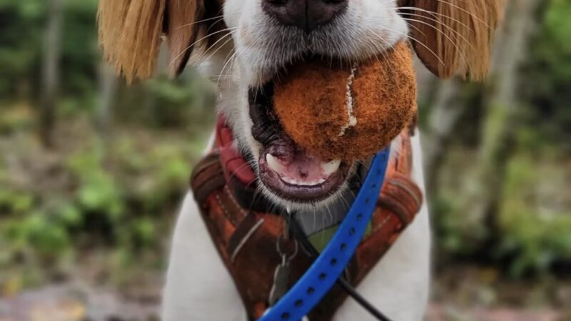 Timber Paws - Acme, WA