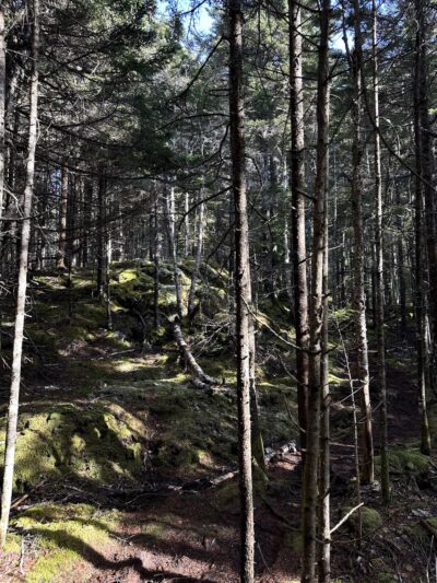 Ingersoll Preserve - Addison, ME