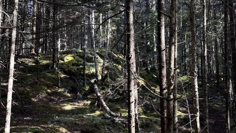 Ingersoll Preserve - Addison, ME