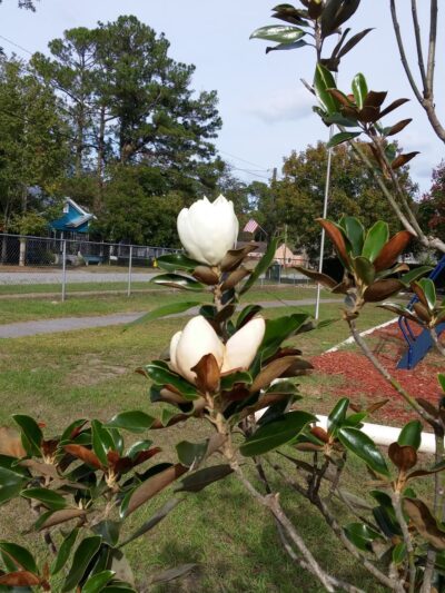Adel City Park - Adel, GA