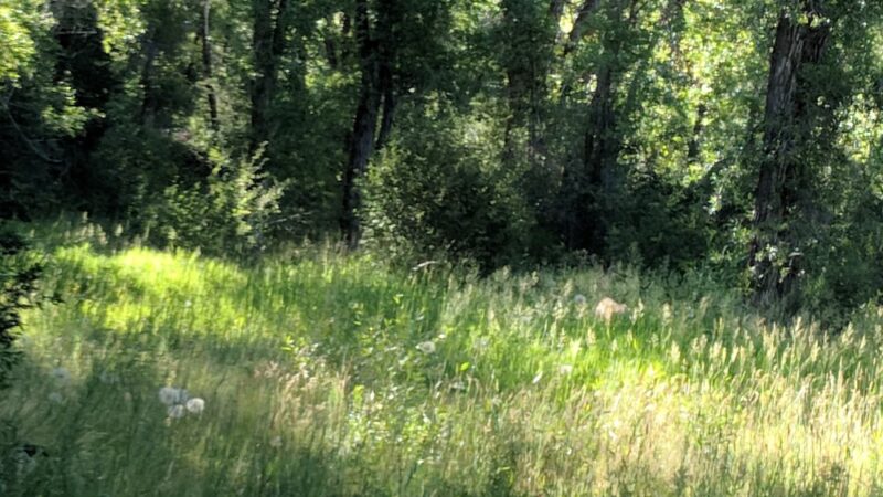 Canyon View Park - Afton, WY
