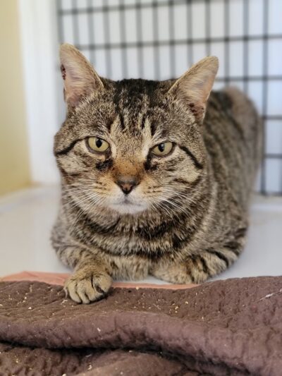 Hertford County Animal Shelter - Ahoskie, NC