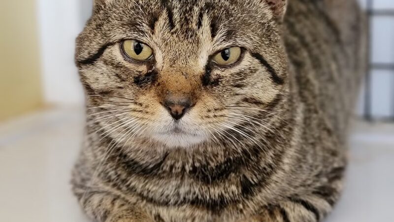 Hertford County Animal Shelter - Ahoskie, NC