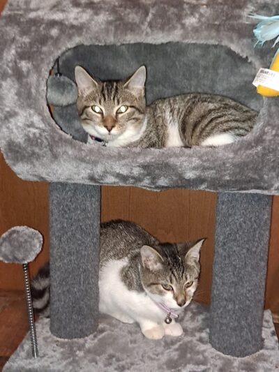 PAWS of Hertford County - Ahoskie, NC