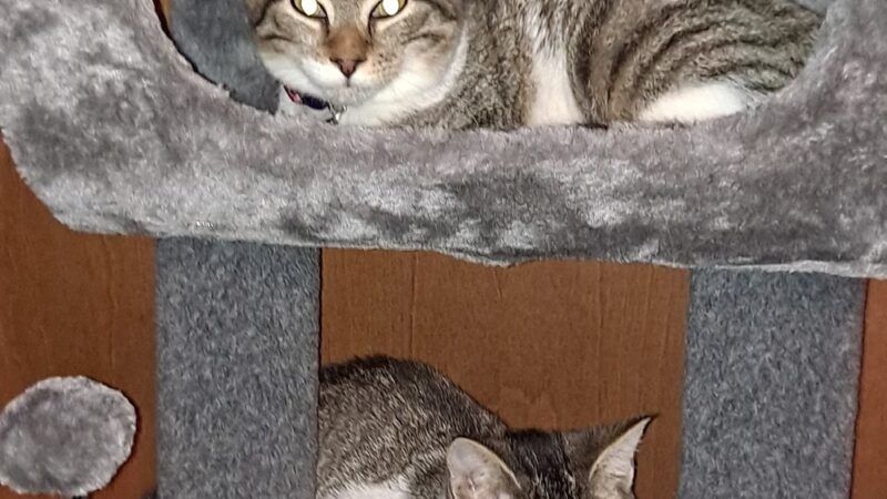 PAWS of Hertford County - Ahoskie, NC