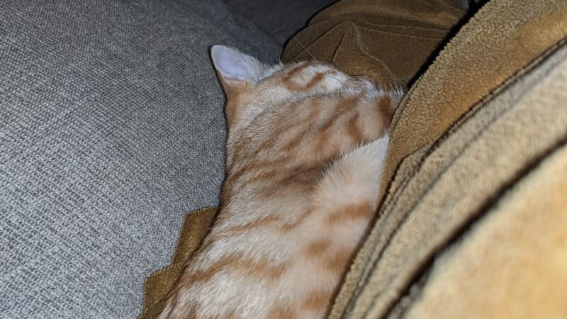 PAWS of Hertford County - Ahoskie, NC