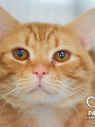 PAWS of Hertford County - Ahoskie, NC