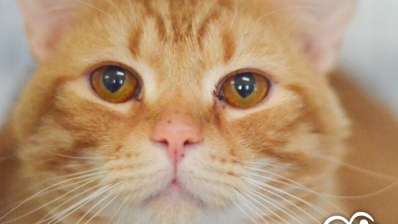 PAWS of Hertford County - Ahoskie, NC