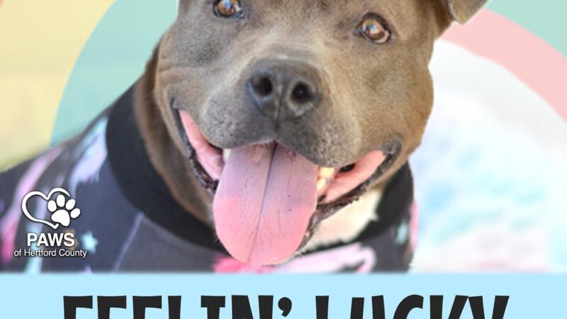 PAWS of Hertford County - Ahoskie, NC