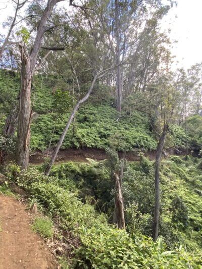 ʻAiea Loop Trailhead - Aiea, HI