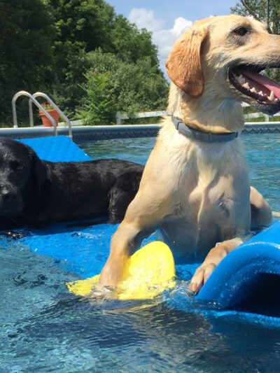 airdogBnB, Inc. - ,