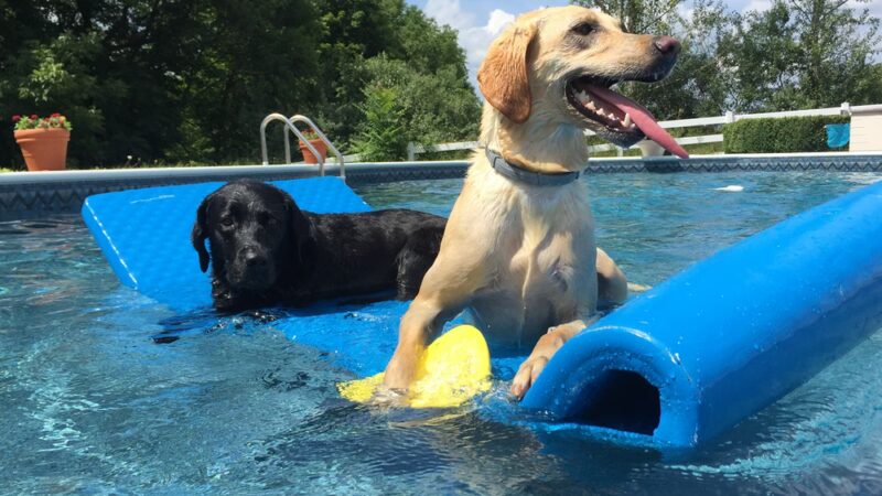 airdogBnB, Inc. - ,
